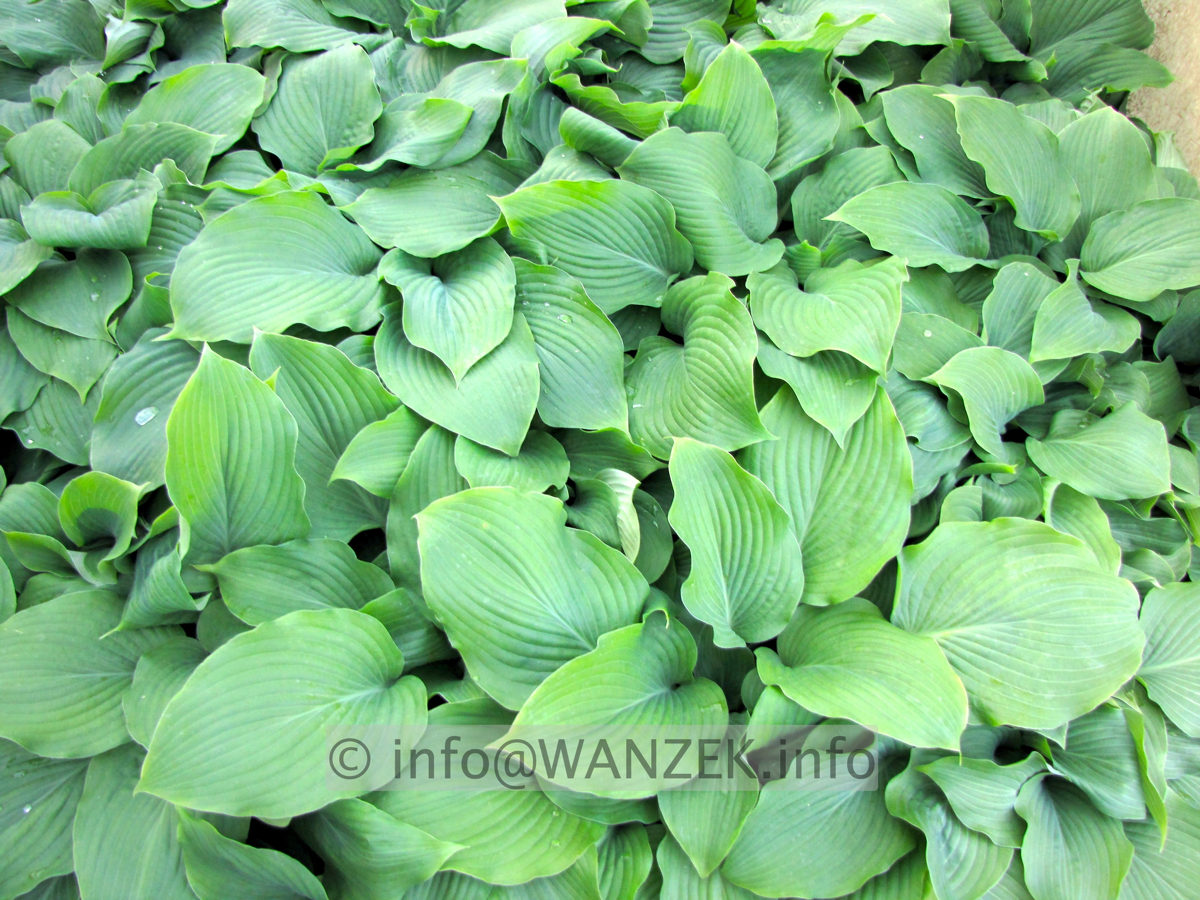 Hosta Hybride Henrieke flaechig1.JPG